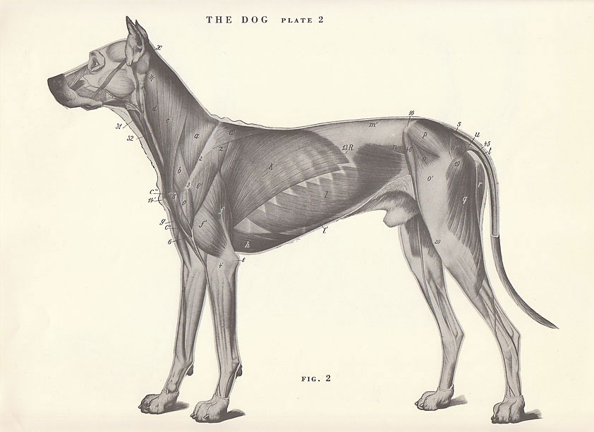  illustration of dog 