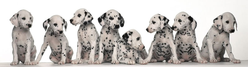 dalmations